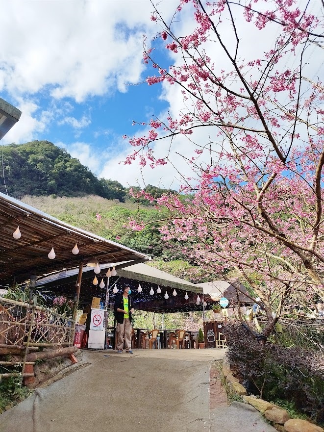 三峽大熊櫻花林005.jpg