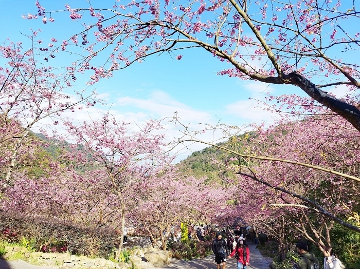 三峽大熊櫻花林0077.jpg