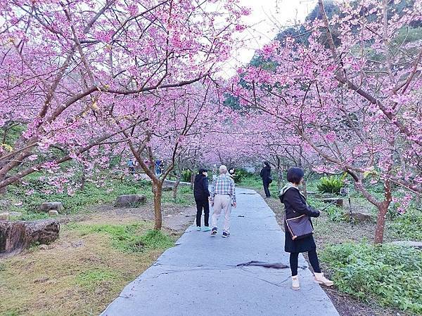 三峽大熊櫻花林010.jpg