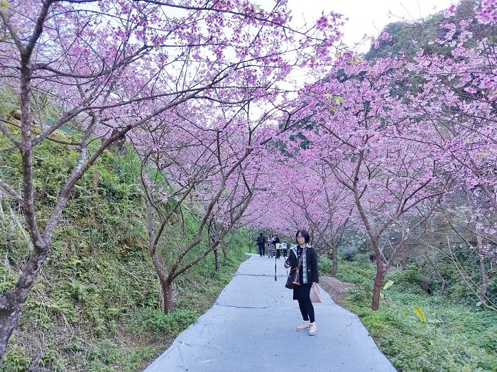 三峽大熊櫻花林009.jpg