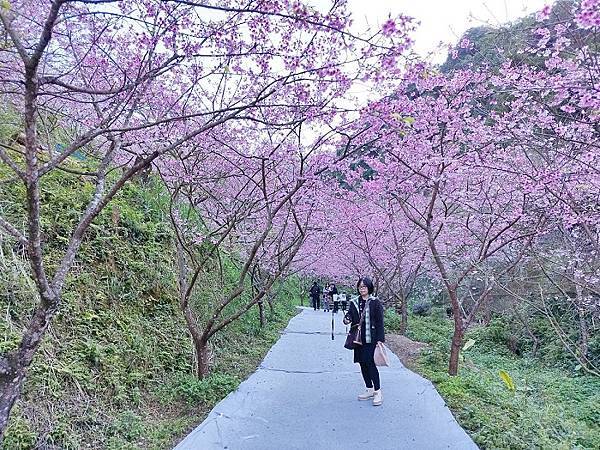 三峽大熊櫻花林009.jpg