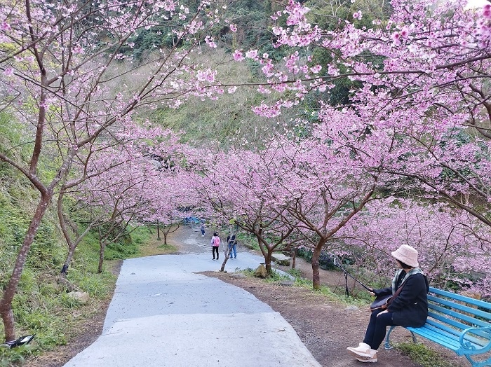 三峽大熊櫻花林008.jpg