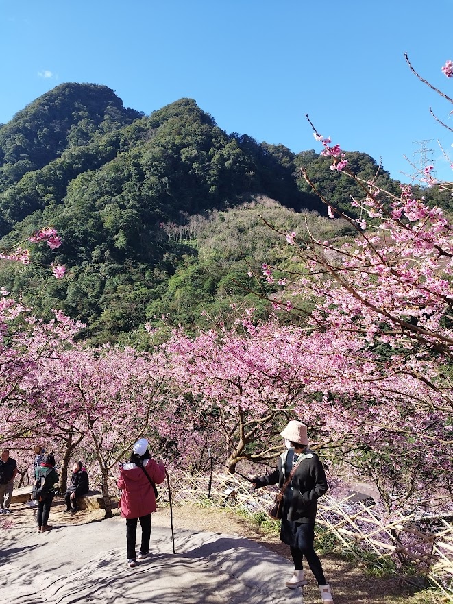 三峽大熊櫻花林012.jpg