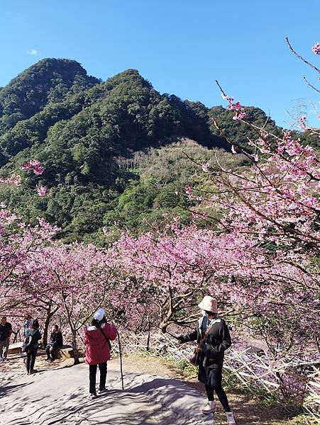 三峽大熊櫻花林012.jpg