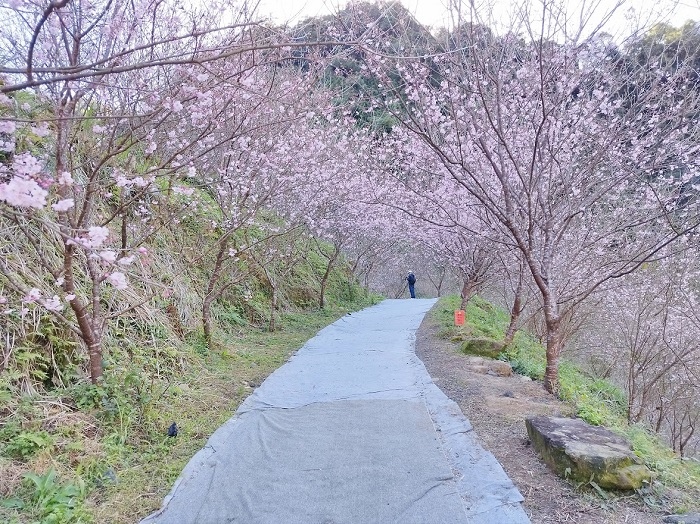 三峽大熊櫻花林014.jpg