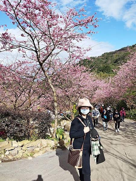三峽大熊櫻花林018.jpg
