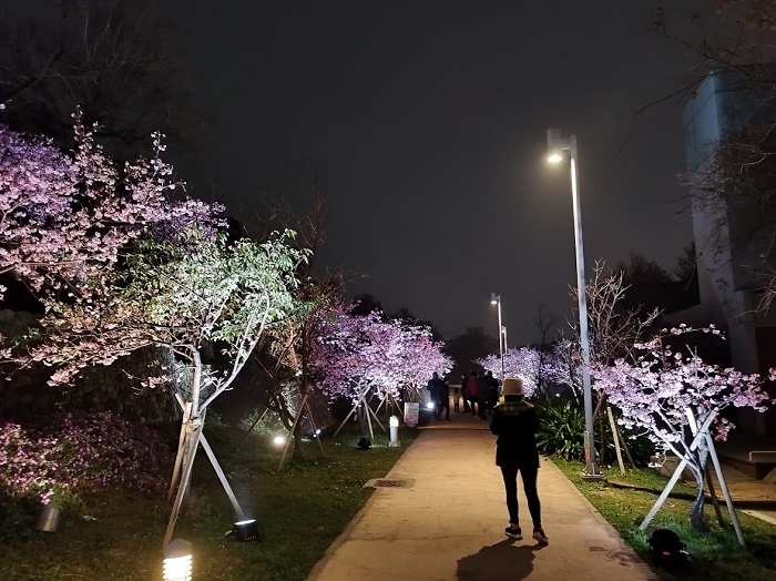 新竹公園夜櫻003.jpg