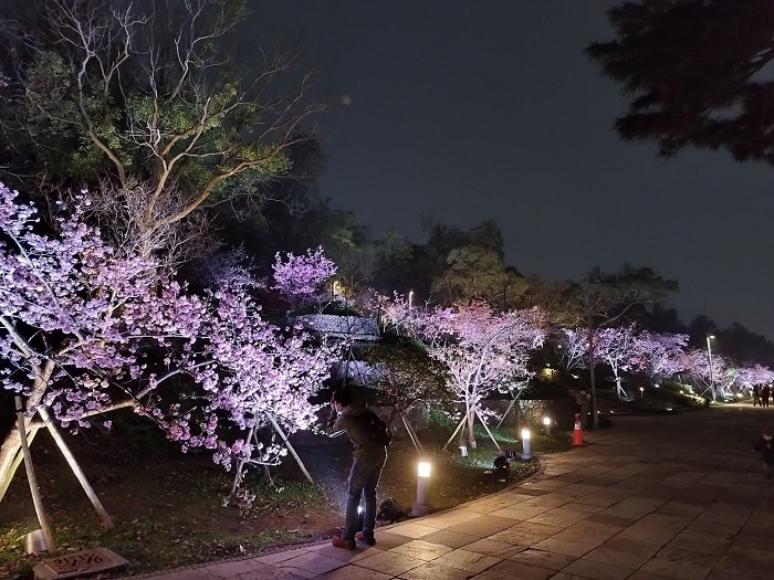 新竹公園夜櫻001.jpg