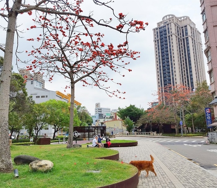 親水公園木棉.jpg