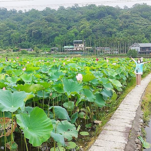 雙溪荷所在01.jpg