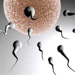 3精子