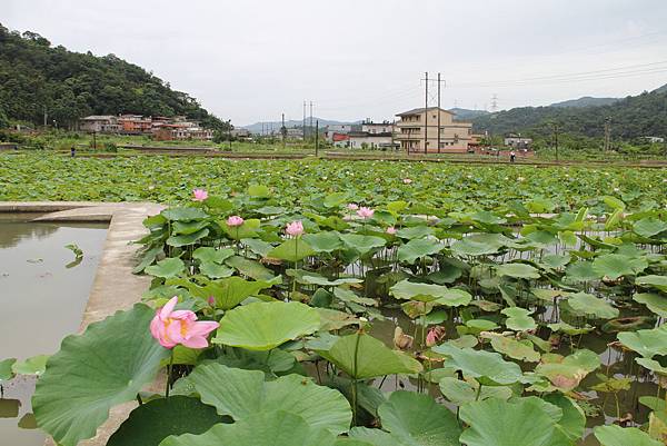 賞荷－新北市雙溪區