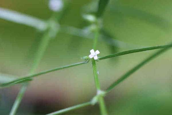 白花蛇舌草-花5.jpg