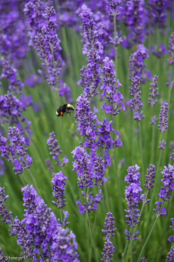 20150711Sequim-047_web.jpg