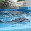 dolphin