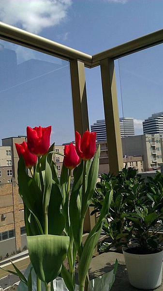 陽台上從tulip festival帶回來的鬱金香