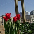 陽台上從tulip festival帶回來的鬱金香