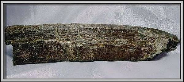 6.石頭ㄚm大象化石