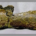 21.石頭ㄚm 大象化石