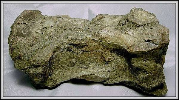 25.石頭ㄚm 大象化石