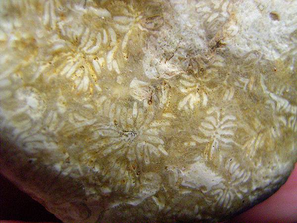 珊瑚化石G9643.jpg