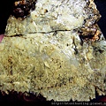 異象火山毛(Sagenite agate,Taiwan)G17735.jpg