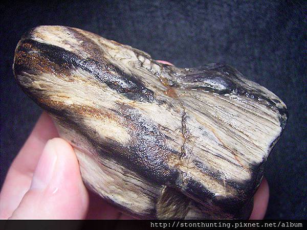 三峽木化G28268.jpg 三峽木化G28268.jpg