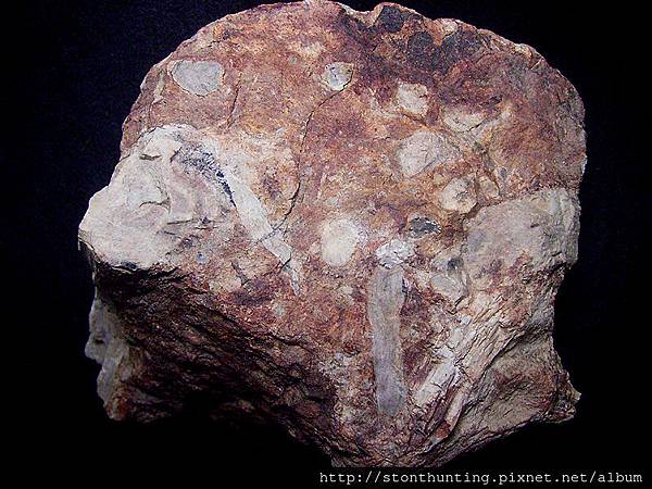 本土雜木化G31494.jpg 本土雜木化G31494.jpg