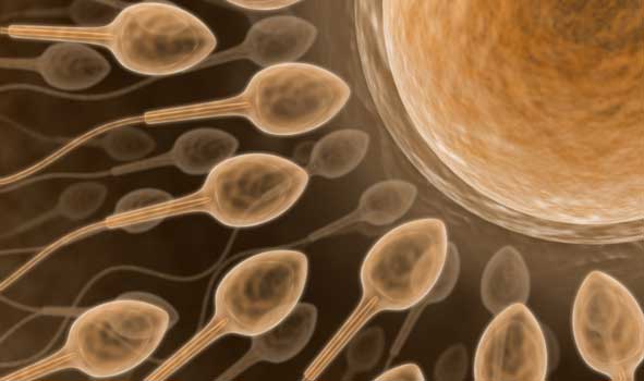 sperm-1 sperm-1