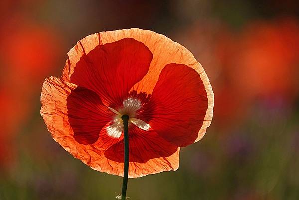 poppy-6473530_1920.jpg poppy-6473530_1920.jpg