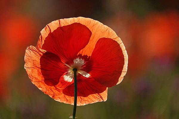 poppy-6473530_1920.jpg