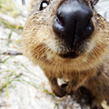 Rottnest Island