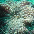 ecdive08160015.jpg