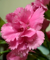 康乃馨 carnation