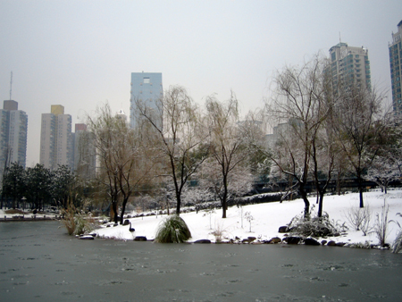 上海雪景