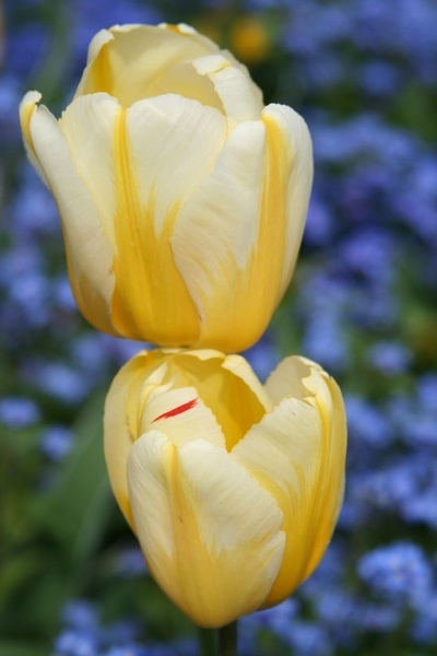 鬱金香系列--黃花鑲白