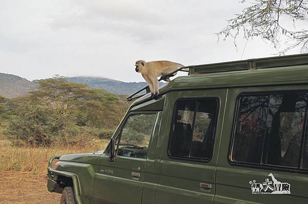 非洲大冒險-Ngorongoro21