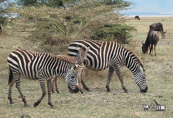 非洲大冒險-Ngorongoro24