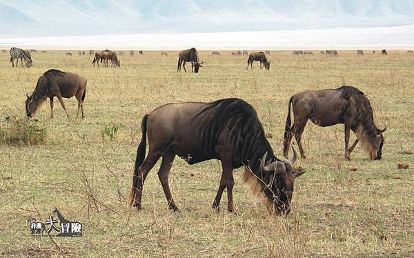 非洲大冒險-Ngorongoro23