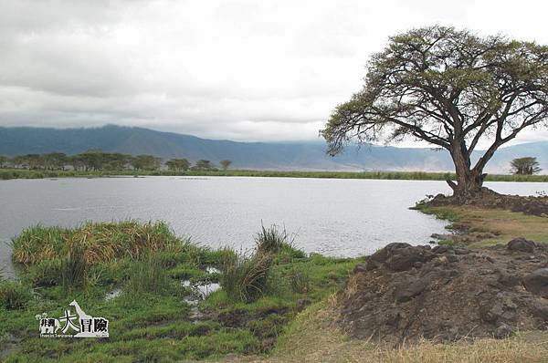 非洲大冒險-Ngorongoro31