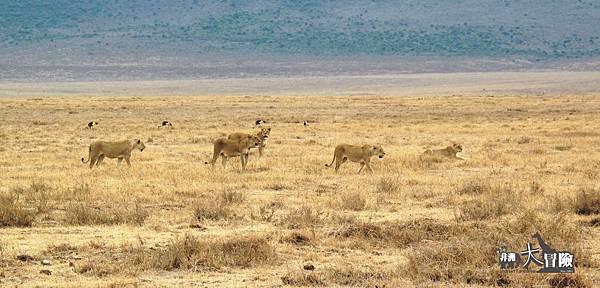 非洲大冒險-Ngorongoro45