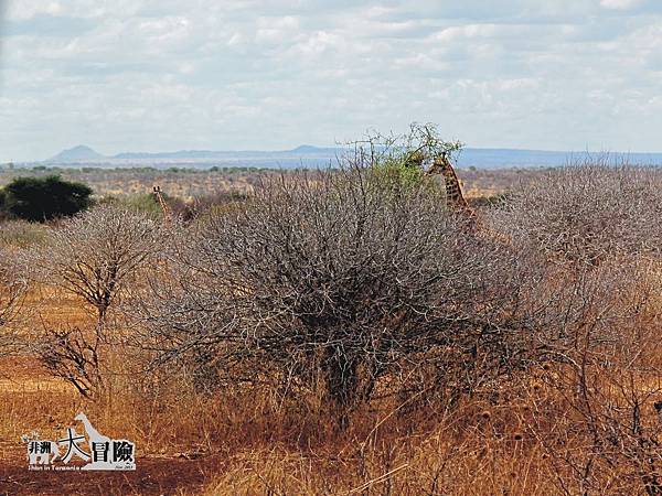 非洲大冒險-Lake Manyara03a