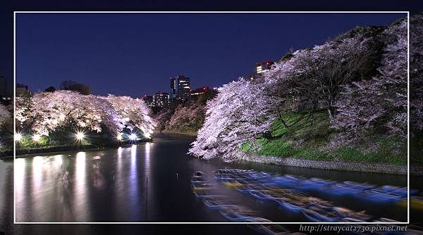 千鳥之淵夜櫻