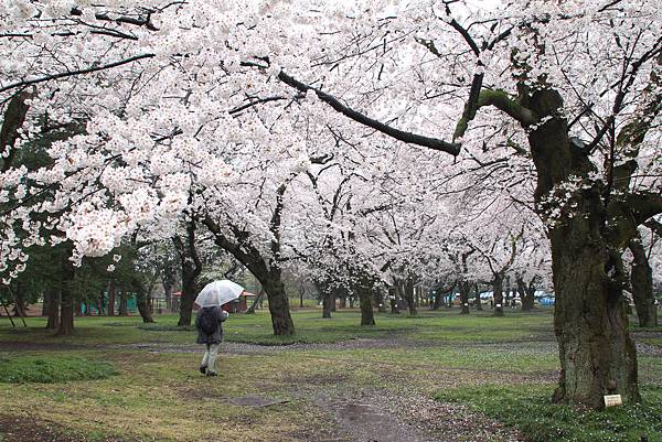 2014Apr3-日本 (47)小金井公園aa