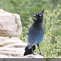 Grand Canyon North Rim 北大峽谷-Stellar's Jay