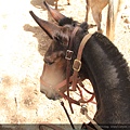 Grand Canyon North Rim 北大峽谷-騎騾之旅 Mule Rides