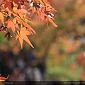 東福寺37-日本楓紅