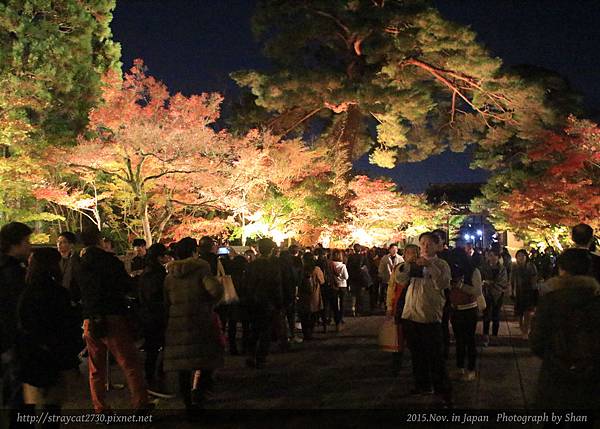 永觀堂夜楓04.jpg