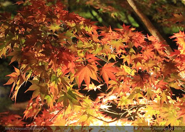 永觀堂夜楓06.jpg