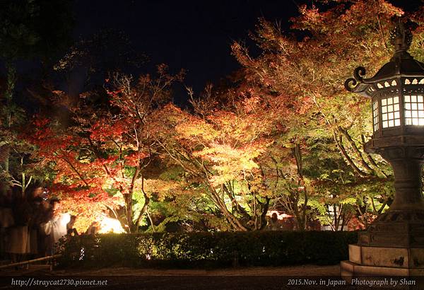 永觀堂夜楓07.jpg